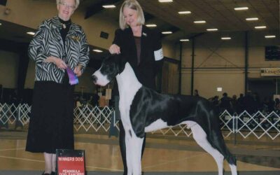 Bremerton Washington – Doolin our Mantle Great Dane is awarded WD.
