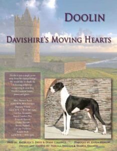 Doolin - our Mantle Great Dane Dog
