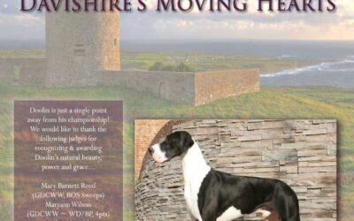 Doolin’s Ad – our Great Dane Dog