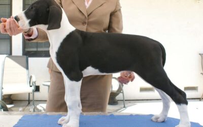 Doolin – Mantle Great Dane Puppy – 9 weeks
