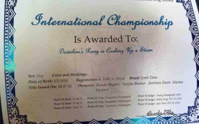 Remy (Mantle Dane) is an International Champion!
