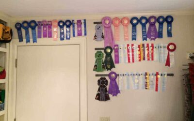 Doolin’s Wall of Dog Show ribbons