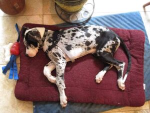 Mantle Great Dane - 4 months old