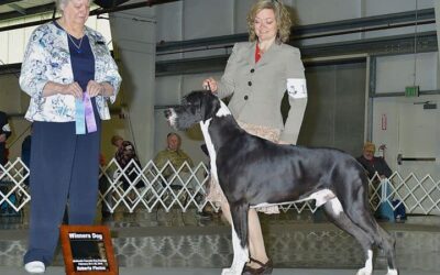 WD awarded in Albany Oregon for Remy (Dane – Mantle)