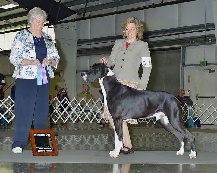 WD awarded in Albany Oregon for Remy (Dane – Mantle)