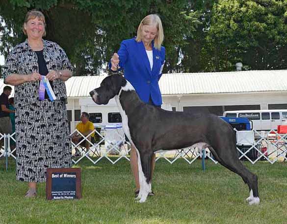 Remy was awarded WD & BOW in Canby, Oregon