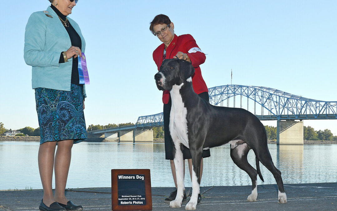 Remy (our Mantle Great Dane) is WD at Kennewick KC dog show