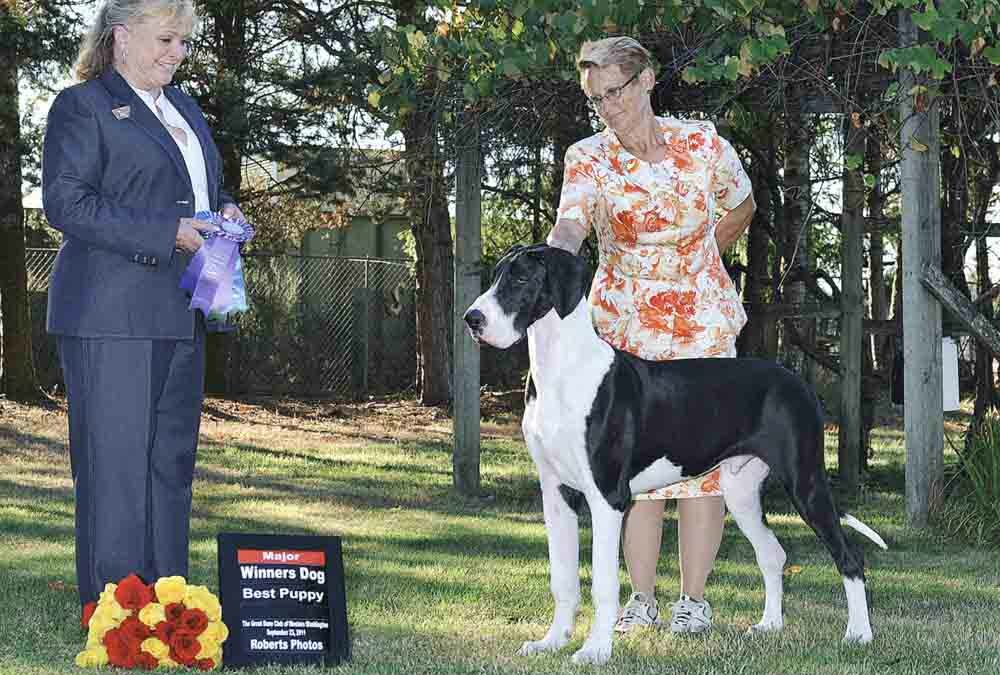 Western Washington Great Dane Club Doolin awarded Winner’s Dog for a major
