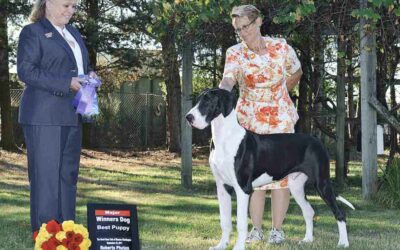 Western Washington Great Dane Club Doolin awarded Winner’s Dog for a major