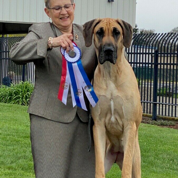 Fallon WB in Albany at Chintimini Kennel Club Show