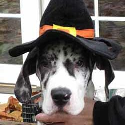 VooDoo – Halloween – the mantle merle Great Dane Puppy way