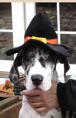 VooDoo – Halloween – the mantle merle Great Dane Puppy way